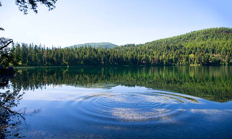 alt=the landscape of a river with a forest in the background